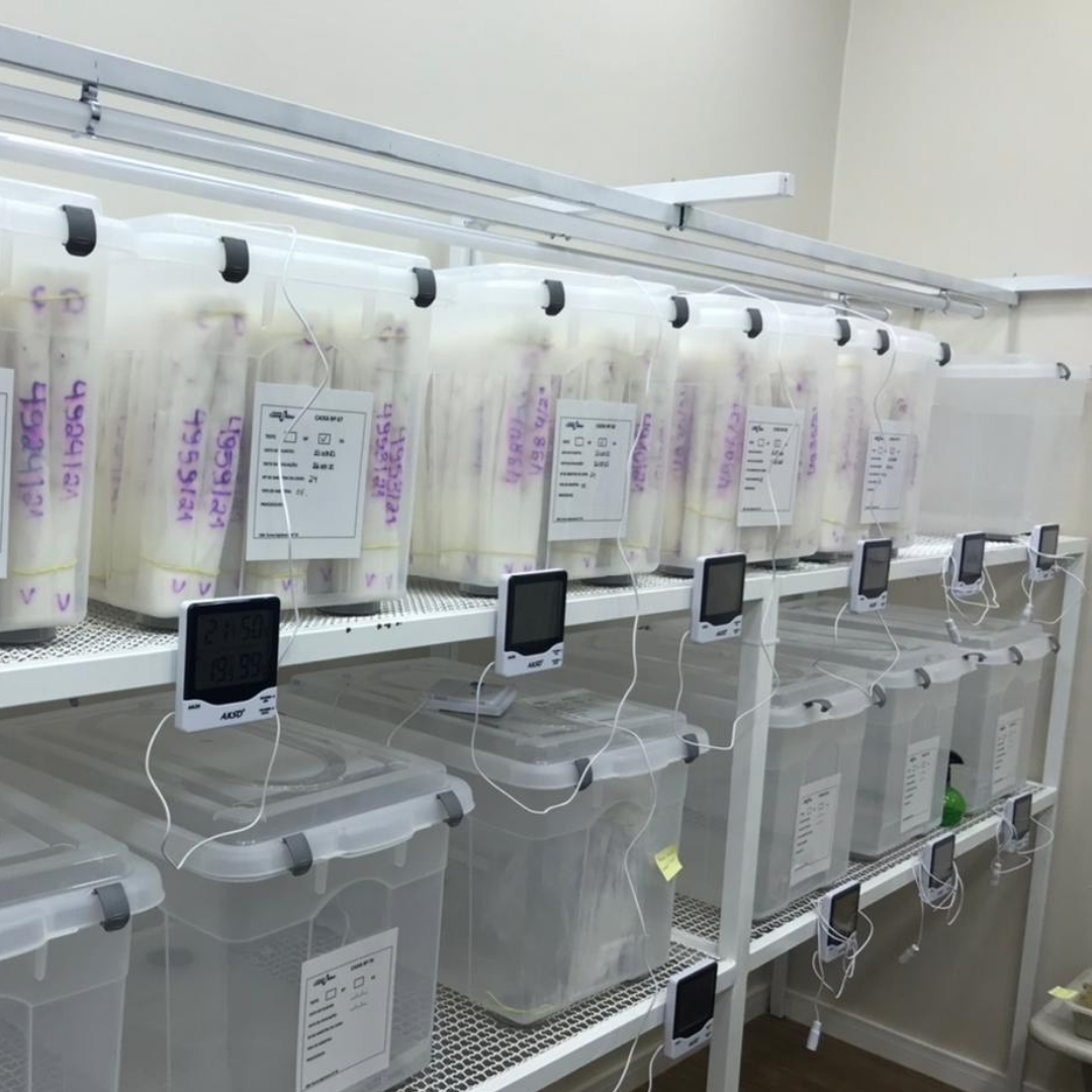 Laboratorio Sementes Costa Beber